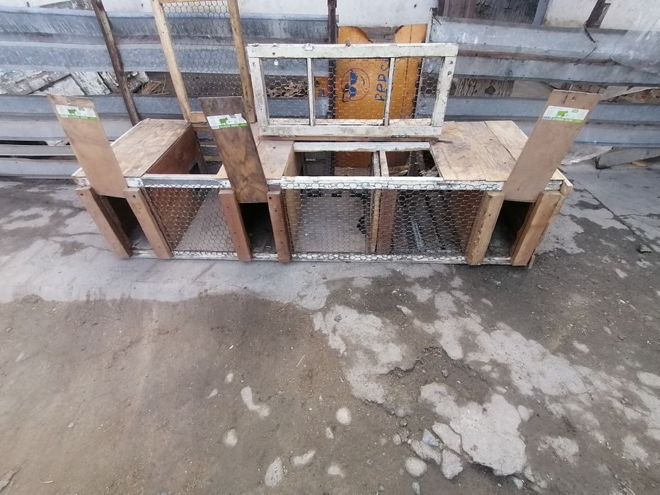 QUYON katak sotiladi