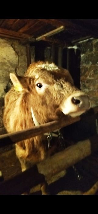 Продам бычков с откорма !