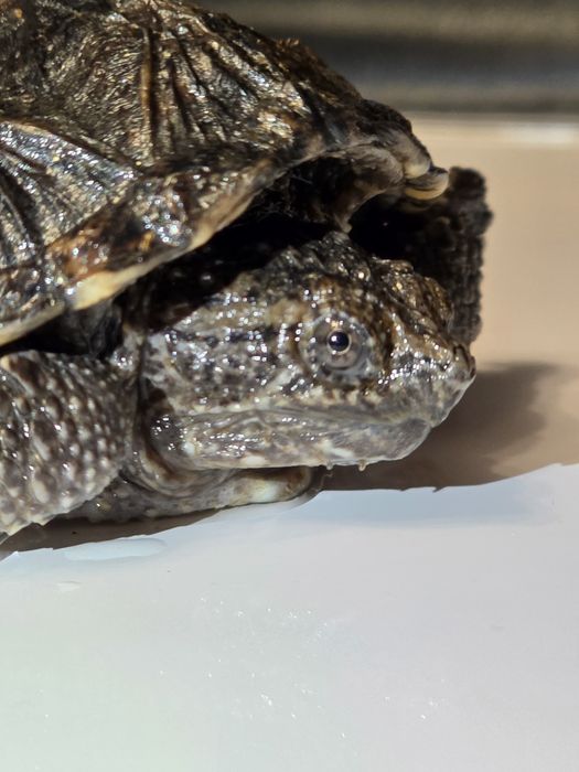 Каймановая черепаха