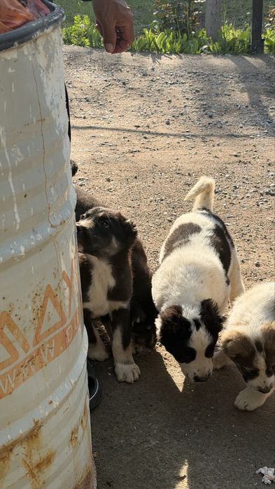 Тобет күшіктер сктылады