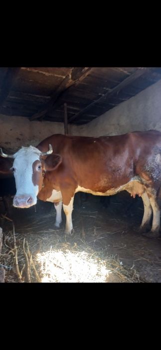 Vând vaca balțata românească