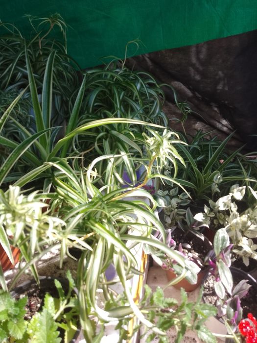 Многолетние и комнатные цветы