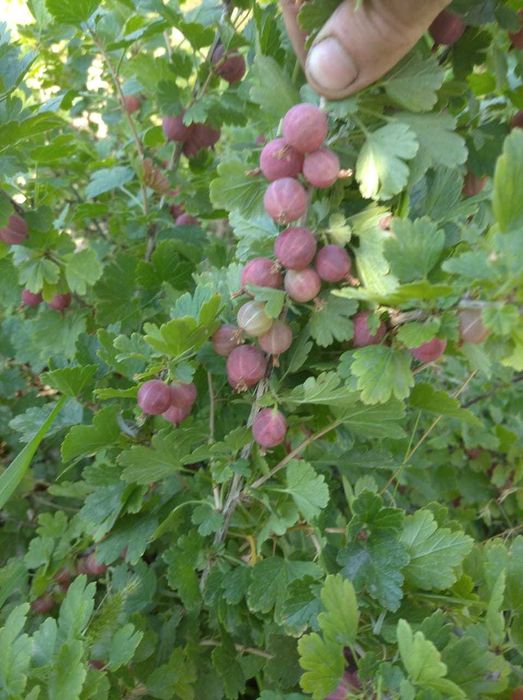 Продается дача срочно