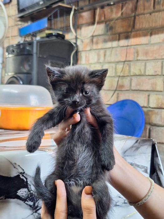 Отдам котят бесплатно