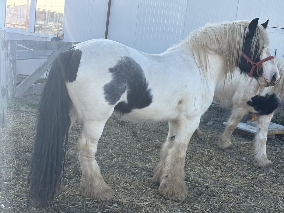 Vand armasar Irish Cob(gipsy vanner)