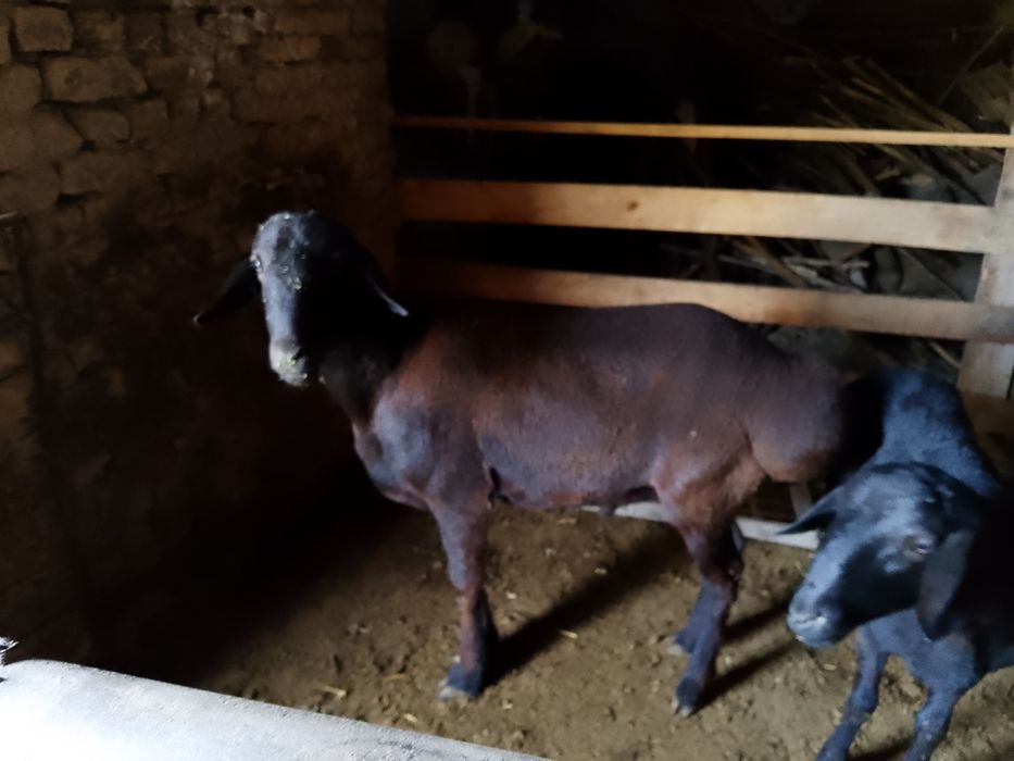 Yirik qochqor  boyi 90 + cm