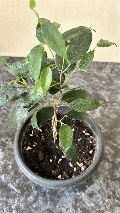 Фикус бенджамена плетеный коса