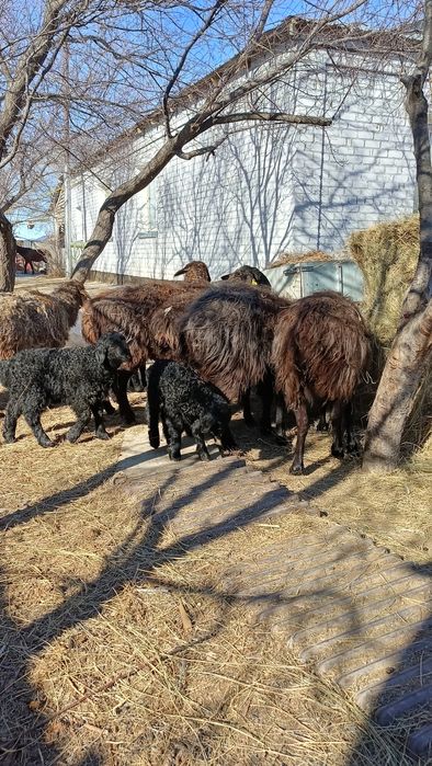 7 бас қозылы қой сатылады .