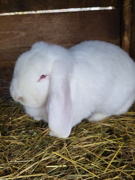 Iepuri Berbec german