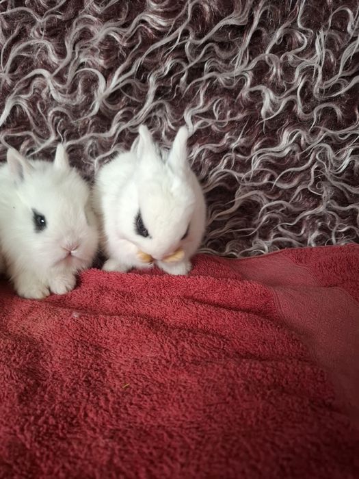 Продавам декоративни зайчета за 10 евро