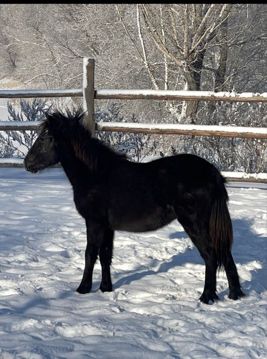 Продам жеребенка Шотландского пони