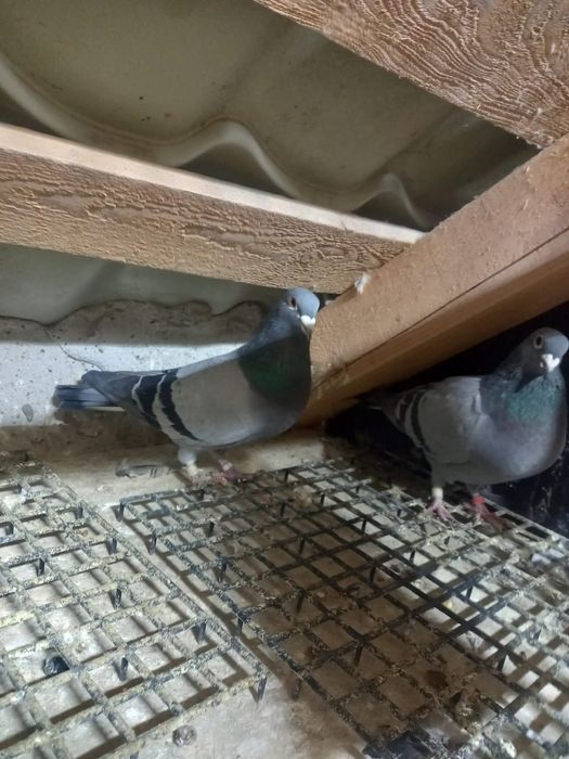 Porumbei origine Belgia si Olanda