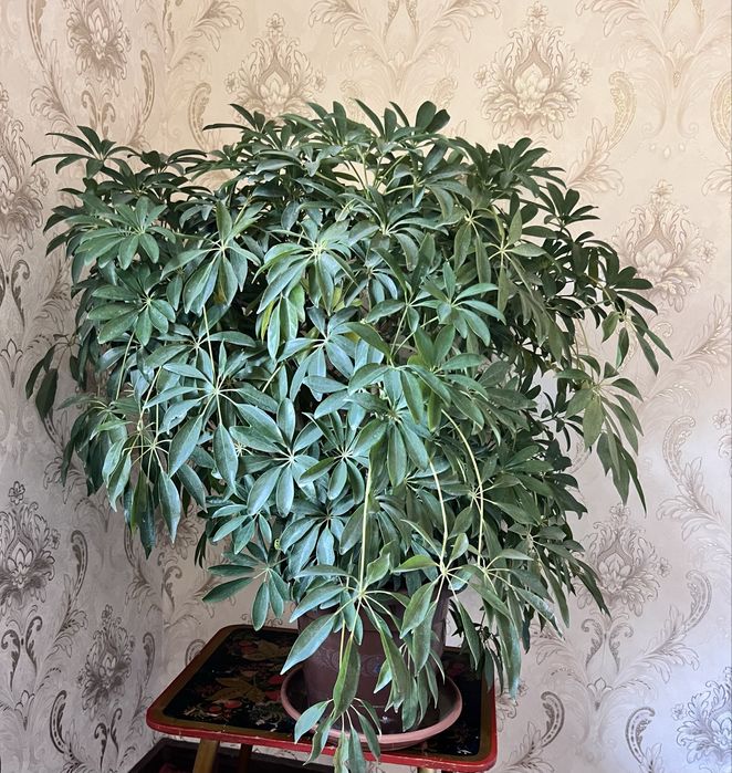 Шикарные шефлеры, крупные, недорого