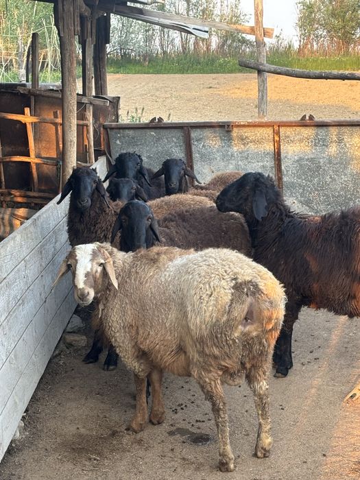 Продаеться бараны