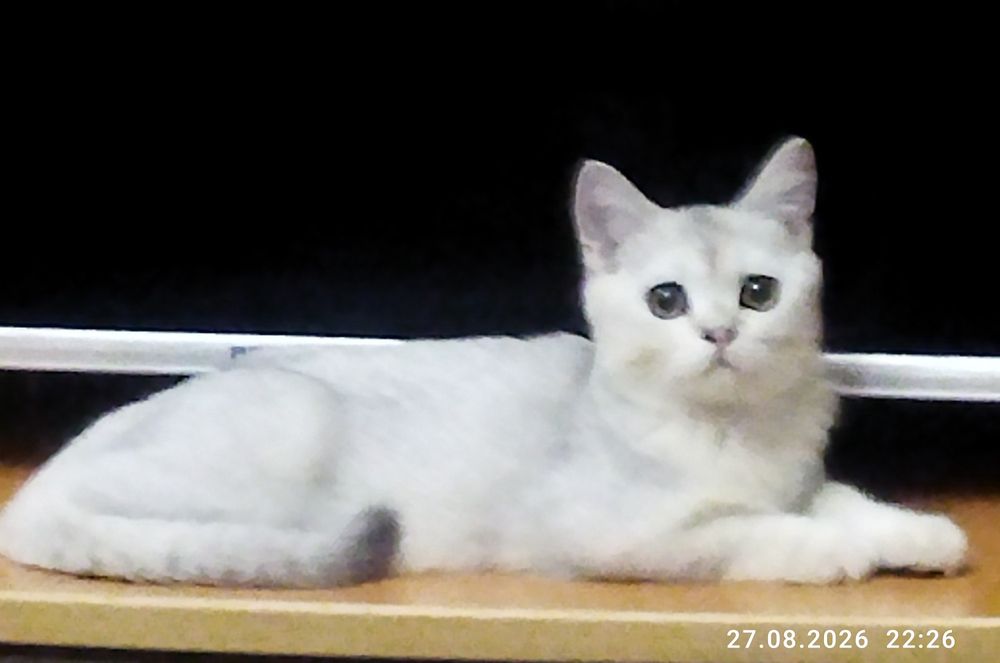 Срочно продаются котята