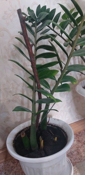 Продам омнатное растение