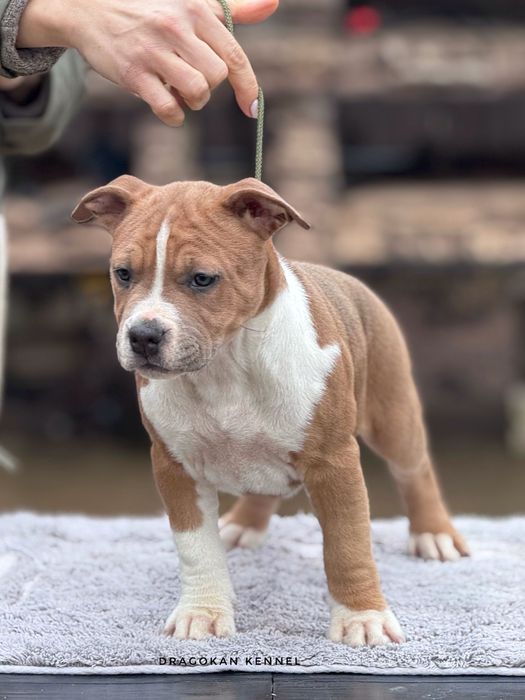 Pui amstaff rasa pură cu pedigree