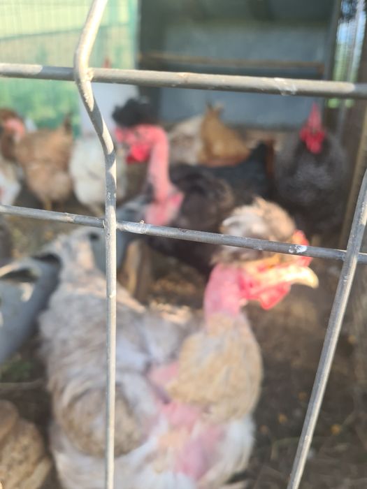 Vând oua de la gaini motate și golașe