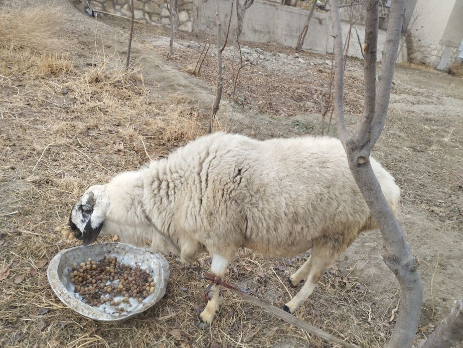 Мол куйлла сотилади