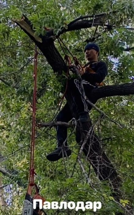 Спил деревьев . Обрезка