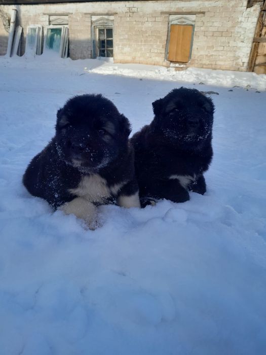 Продам шенков кавказца