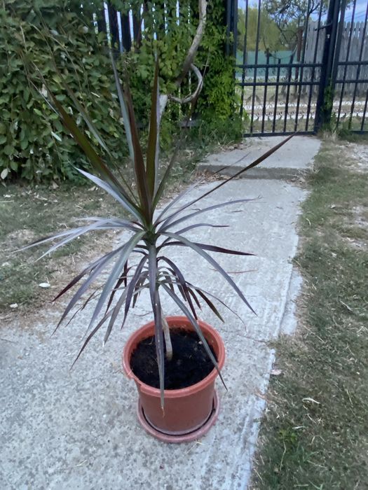 Dracaena sau copacul dragon de Madagascar
