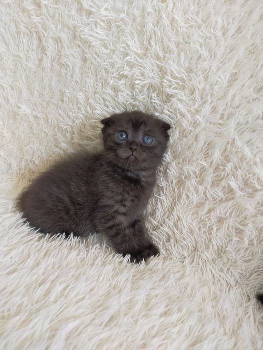 Продам шотландских котят г. Астана