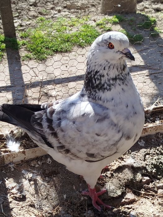 Американски Кинг