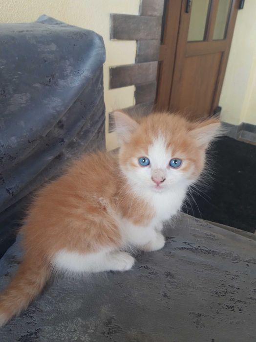Caut familie iubitoare pentru o mămică pisică și cei doi puișori ai ei (3 luni)