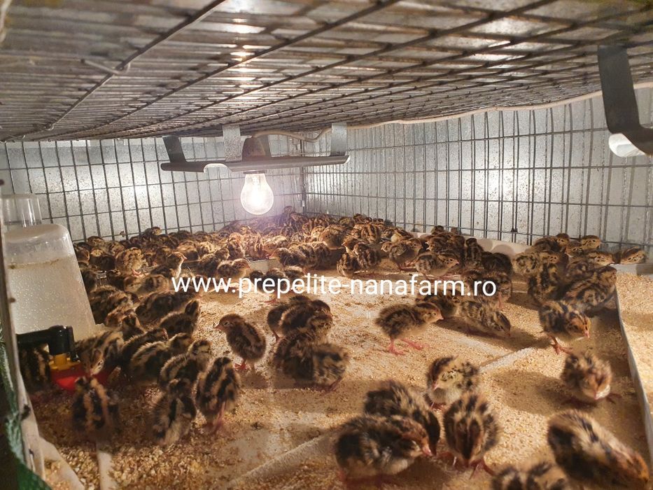 Oua de prepelita pentru incubat.