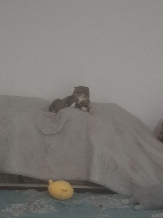 В добрые руки кошку
