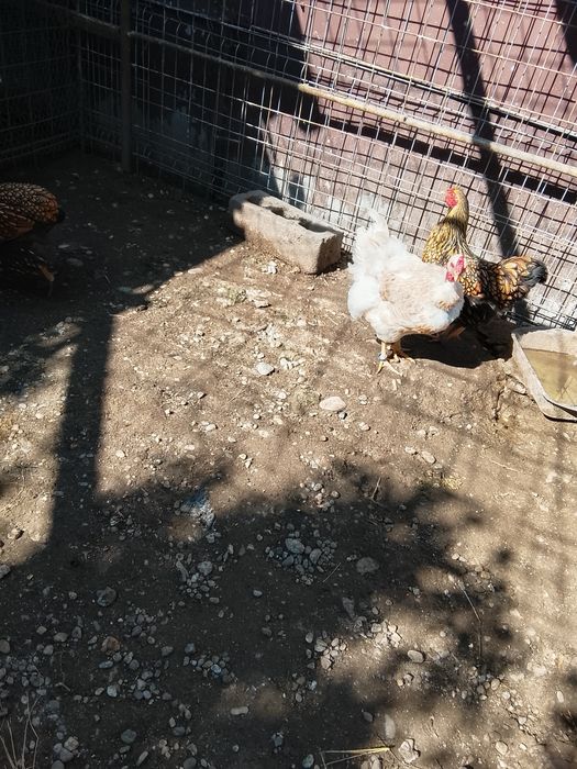 Vând găină wiandotte
