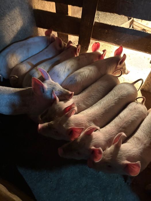 Малки Прасенца на 60 дена