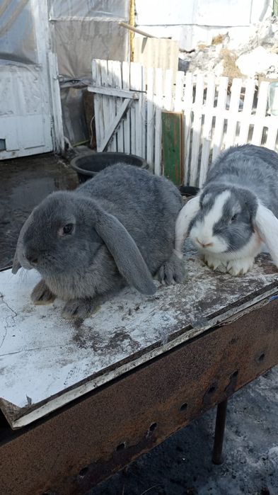 Кролики французский баран