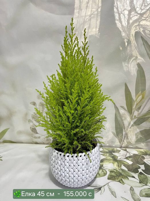 Красивые Орхидеи