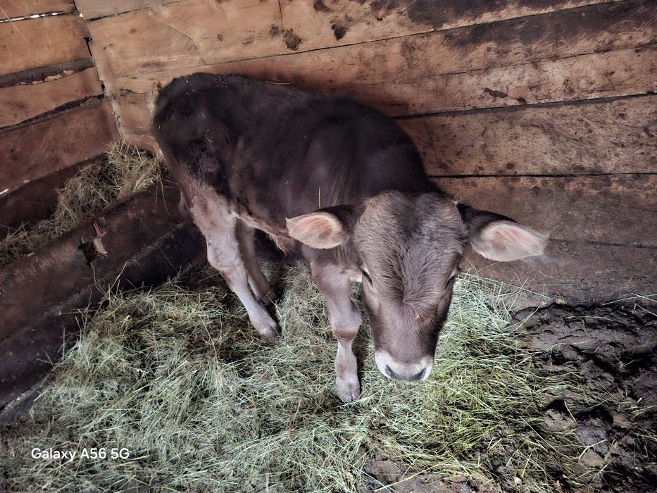 Viței 6 7 de vânzare