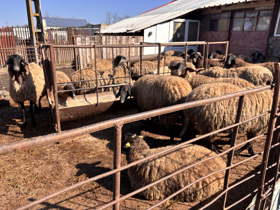 Vand OI carabase cu miei . Mai multe detalii la telefon.  Nelu .B