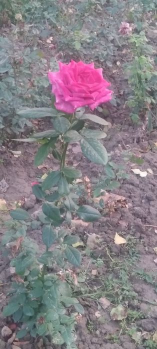 Атиргуллар хар хил ранглада