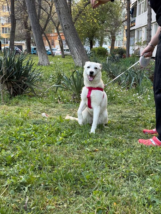 Търси дом! Здравейте, това е Айра