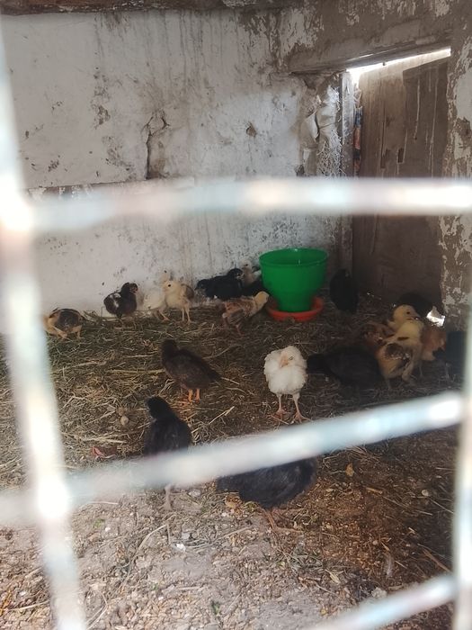 ЖУЖАЛАР/Уйда бокилайотган