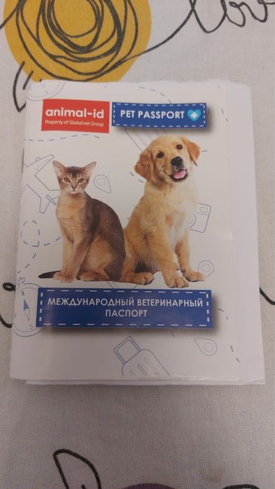 Отдам британского кота