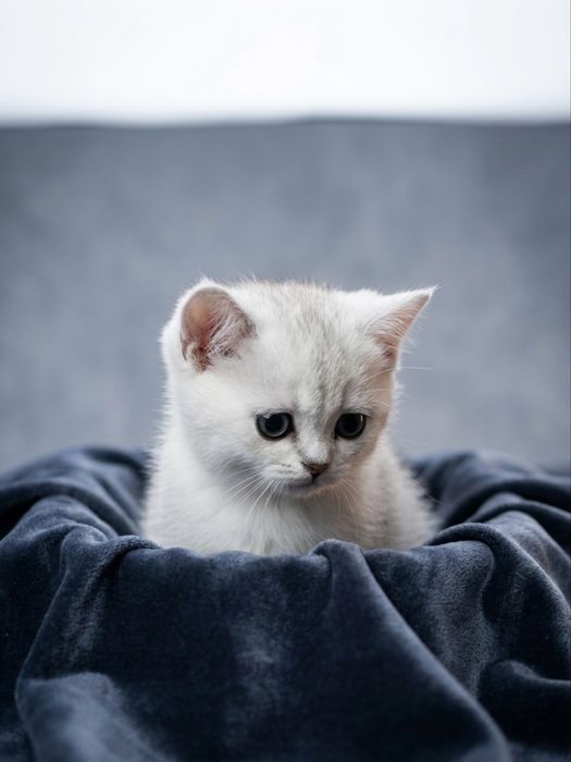 К лотку приучены