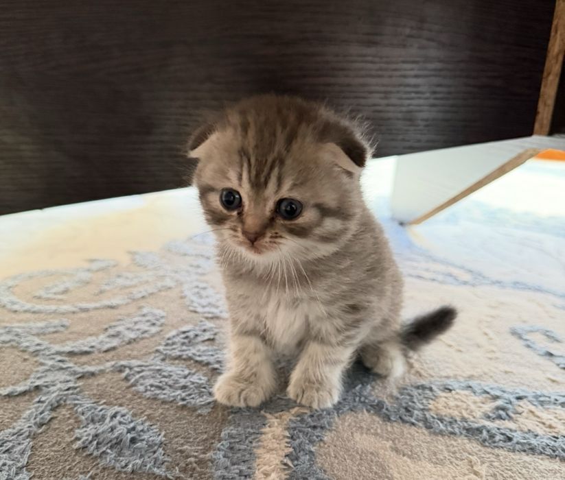 Котята шотландские