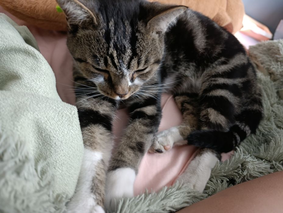 Британский мраморный кот