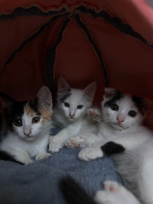 Отдадим котят в добрые руки
