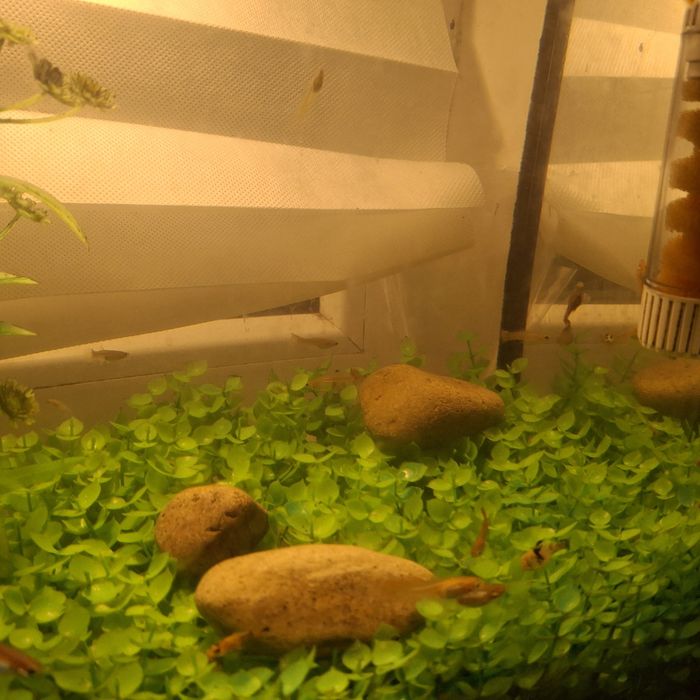 ГУПИИ  300 тг шт