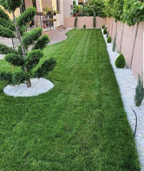 Plante ornamentale diferite specii tuia brazii,magnoli,gazon,si montam