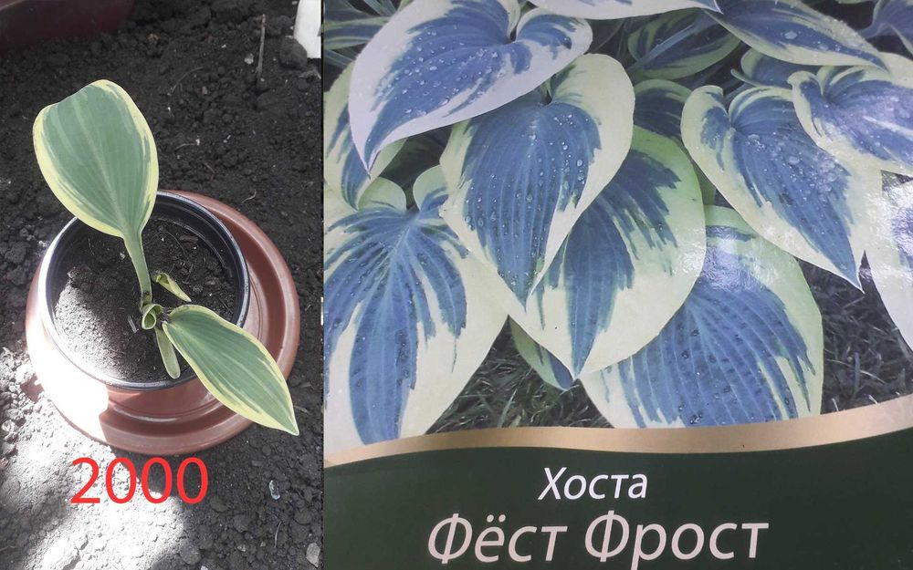 Продам  разные  цветы