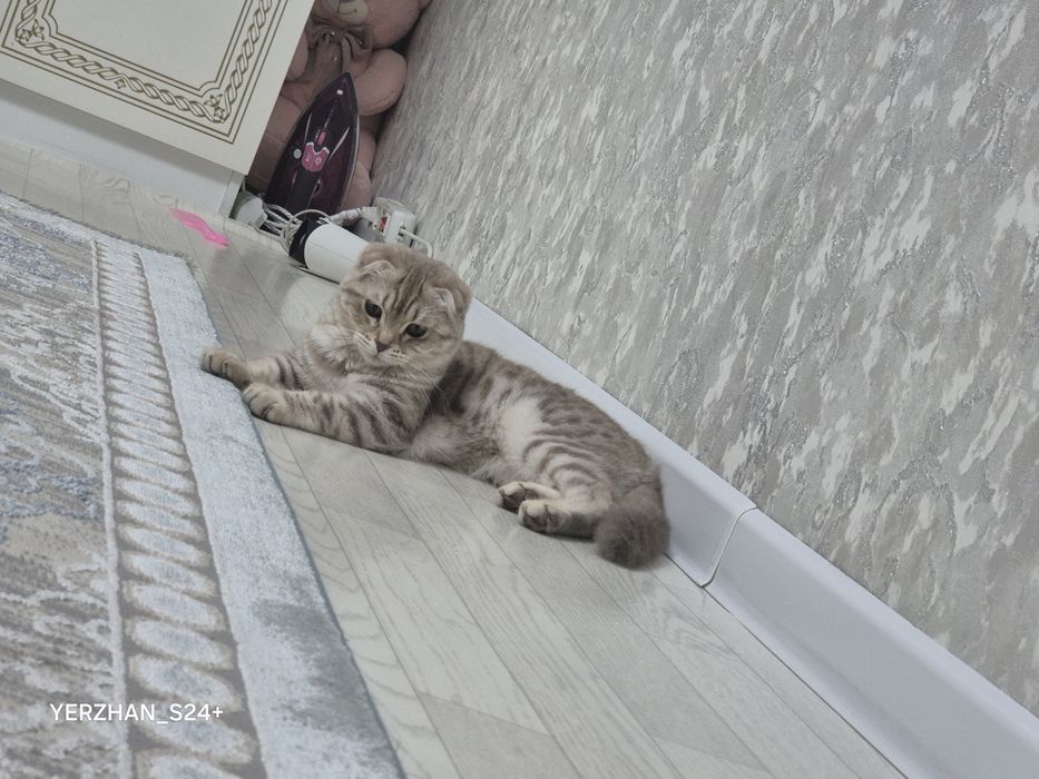 Животное кошкина