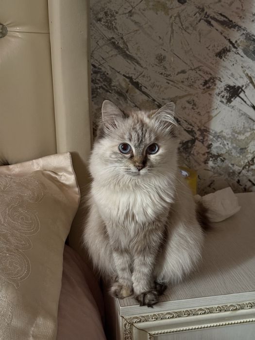 Ищем кота на вязку